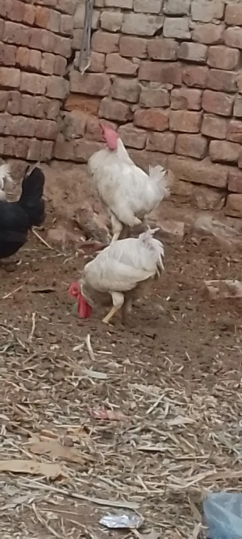 layer hens |layer rooster — photo 11