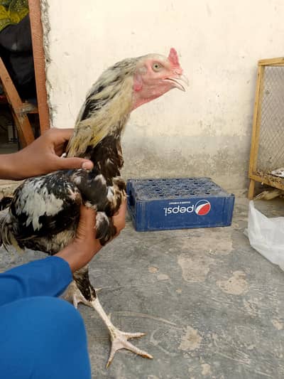 java murga for sale