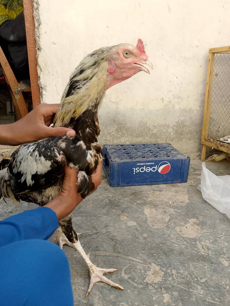 java murga for sale 0