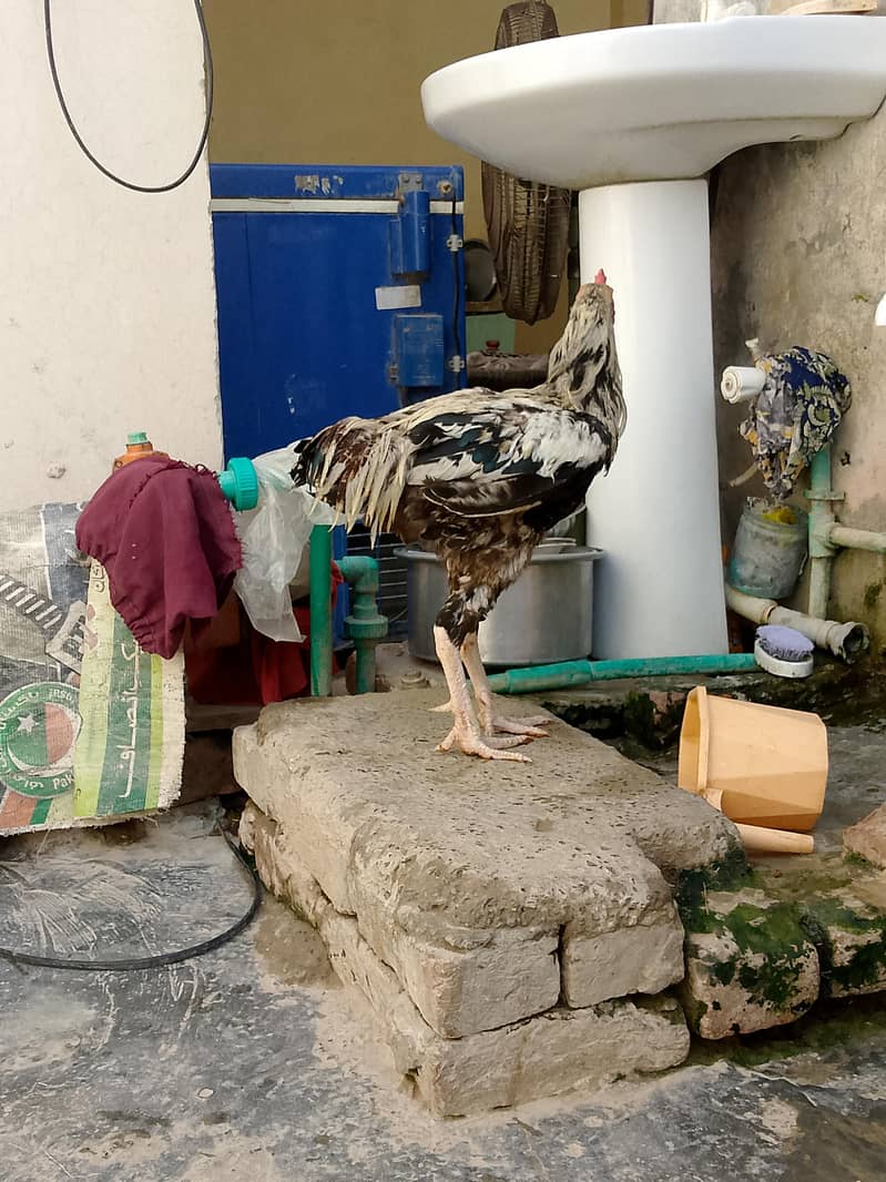 java murga for sale 1