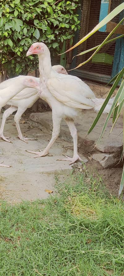 heera aseel white