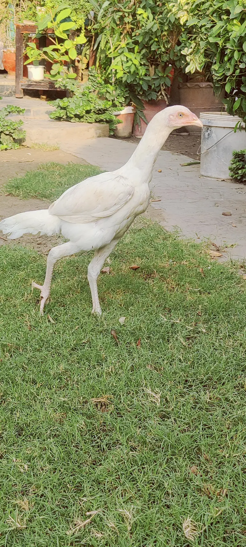 heera aseel white — photo 2