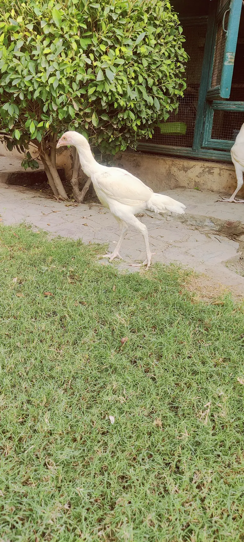 heera aseel white — photo 4