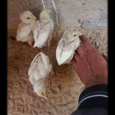 ھیرا اصیل لوکیشن حافظ آبادسٹی