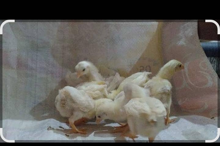 ھیرا اصیل لوکیشن حافظ آبادسٹی 1