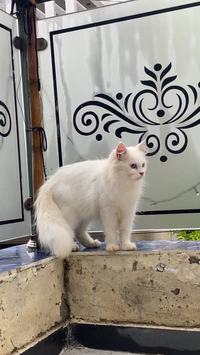 Persian blue eyes cat