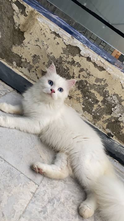 Persian blue eyes cat