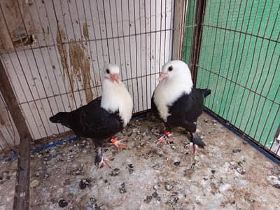 Karbalai pathay perfect cutting