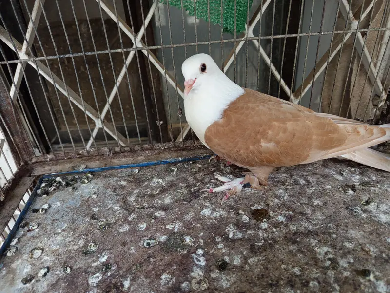 Karbalai pathay perfect cutting — photo 7