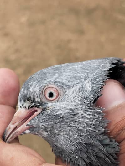 kasuri breeder pair