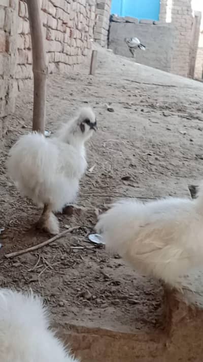 ful healthy and active pair