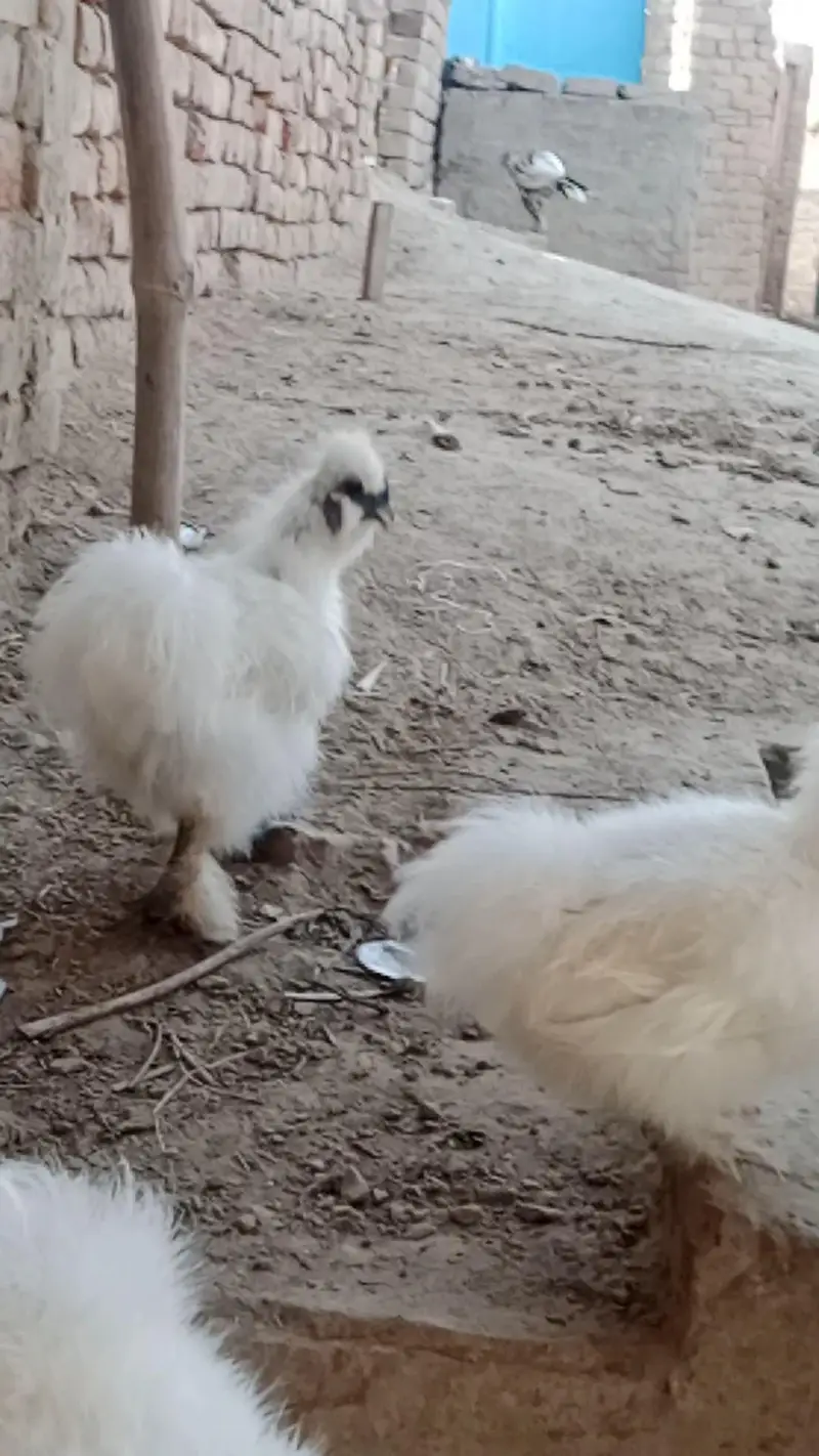 ful healthy and active pair