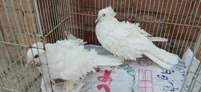 urgent sale pair
