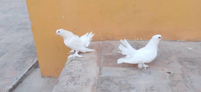 urgent sale pair