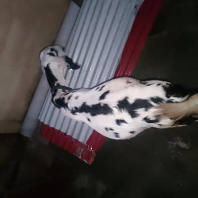 for sale.