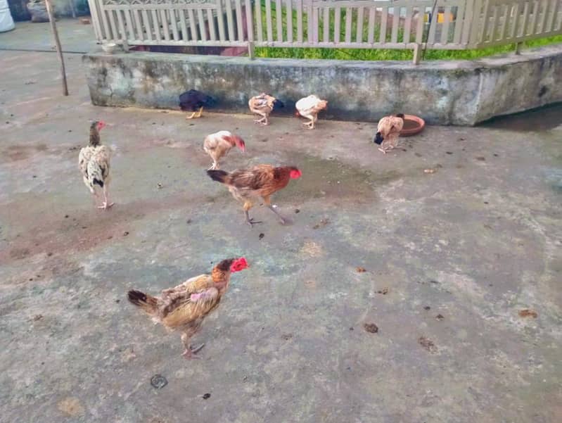 Aseel,desi hens 0