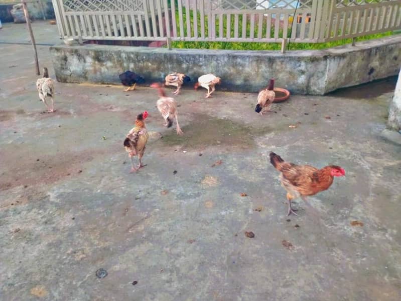 Aseel,desi hens 1