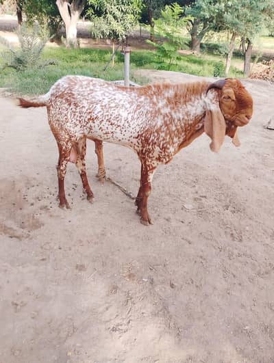 BREEDER MAKHI CHINA BAKRA