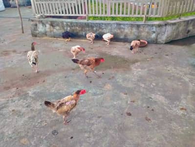 Aseel,desi hens