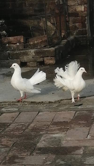 Lucky pigeons  top quality main pigeon lucky kabootar white color