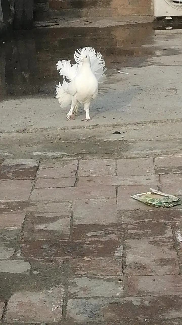 Lucky pigeons  top quality main pigeon lucky kabootar white color — photo 2