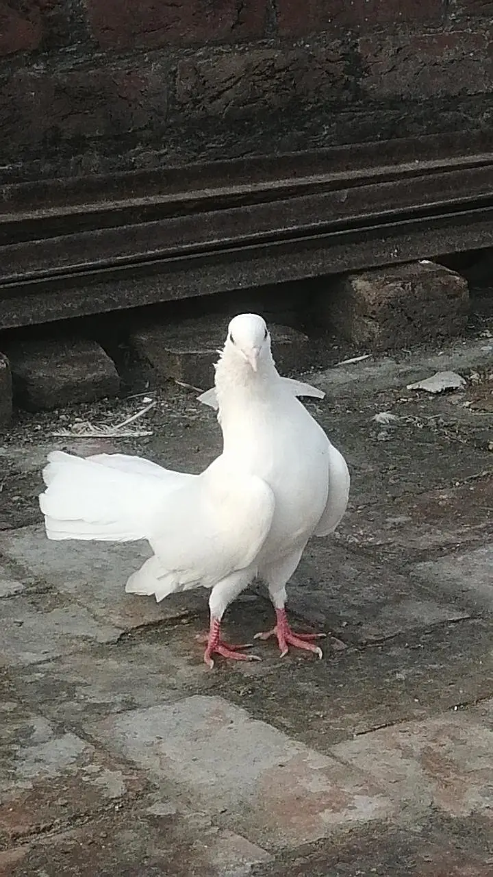 Lucky pigeons  top quality main pigeon lucky kabootar white color — photo 3