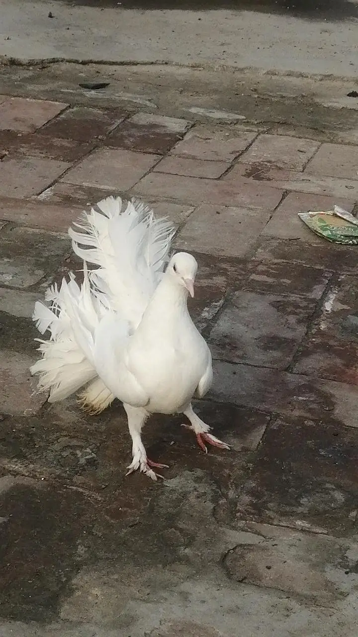 Lucky pigeons  top quality main pigeon lucky kabootar white color — photo 4