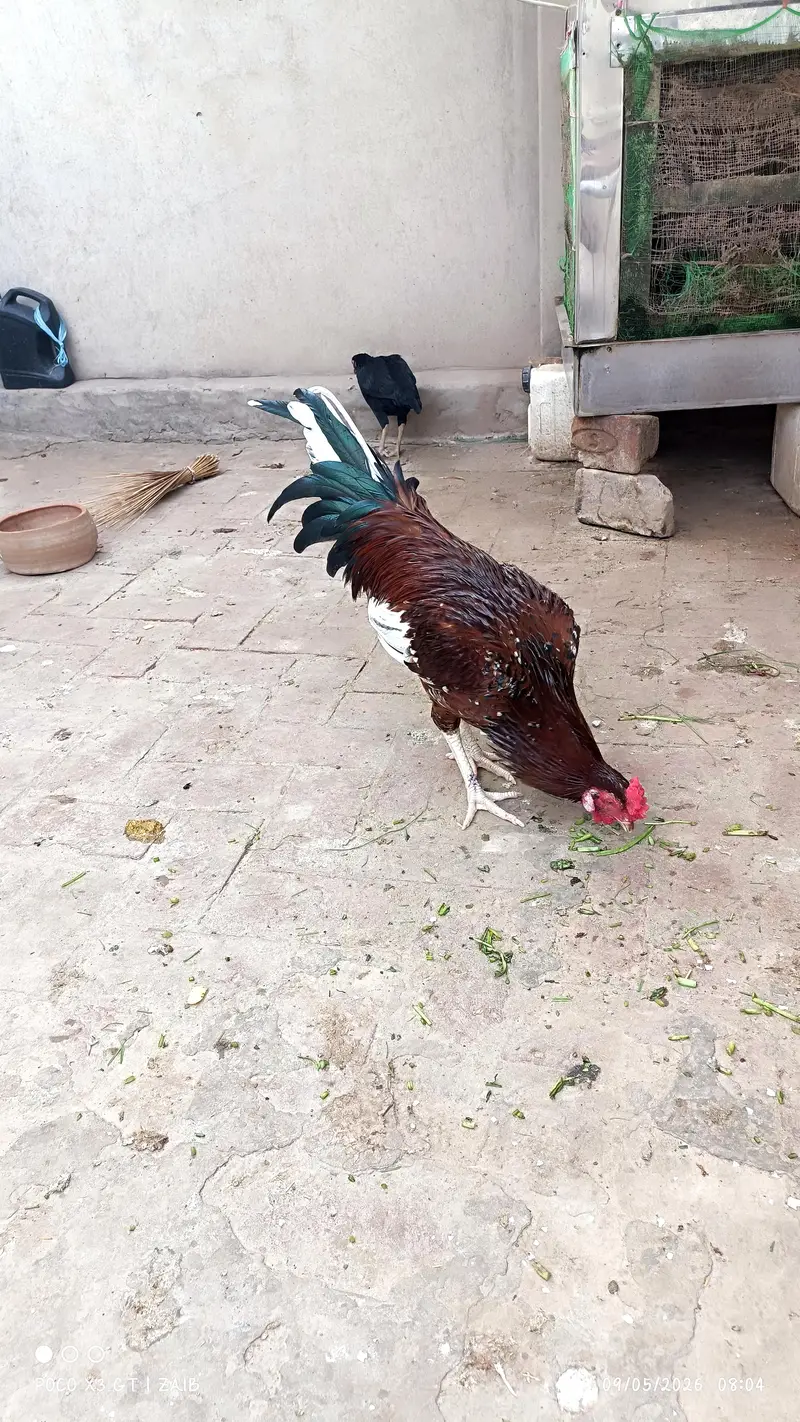 Aseel male — photo 2