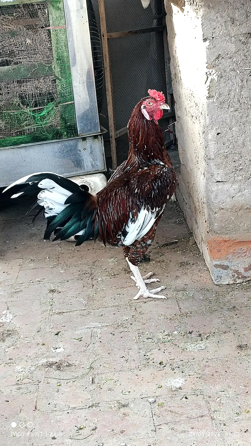 Aseel male — photo 3