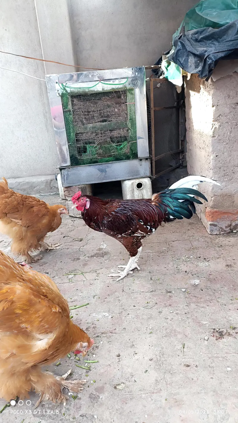 Aseel male — photo 4