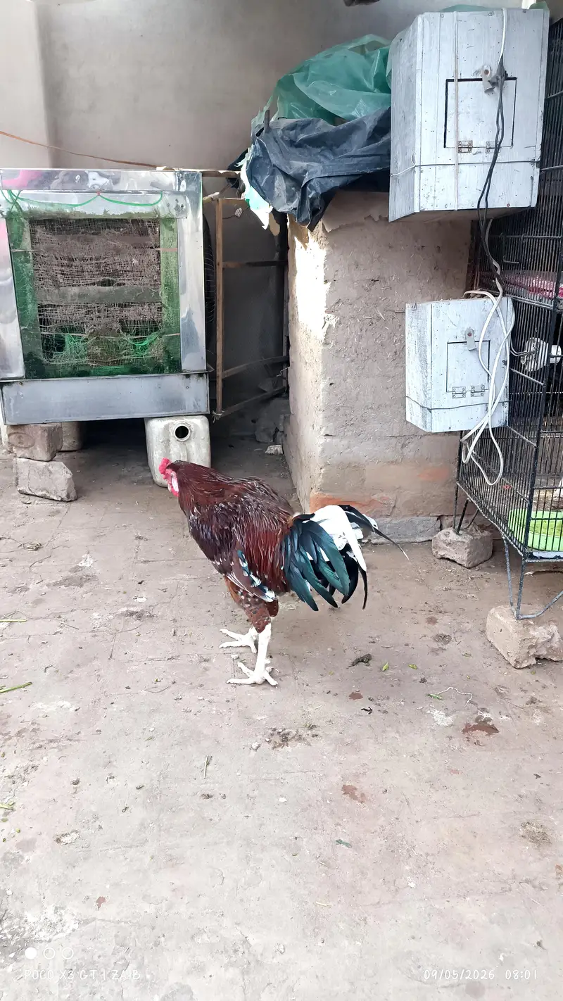 Aseel male — photo 5