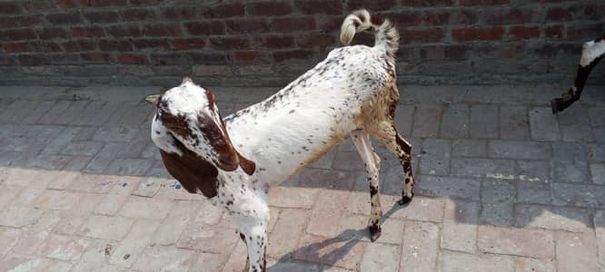 desi bakriyan hai