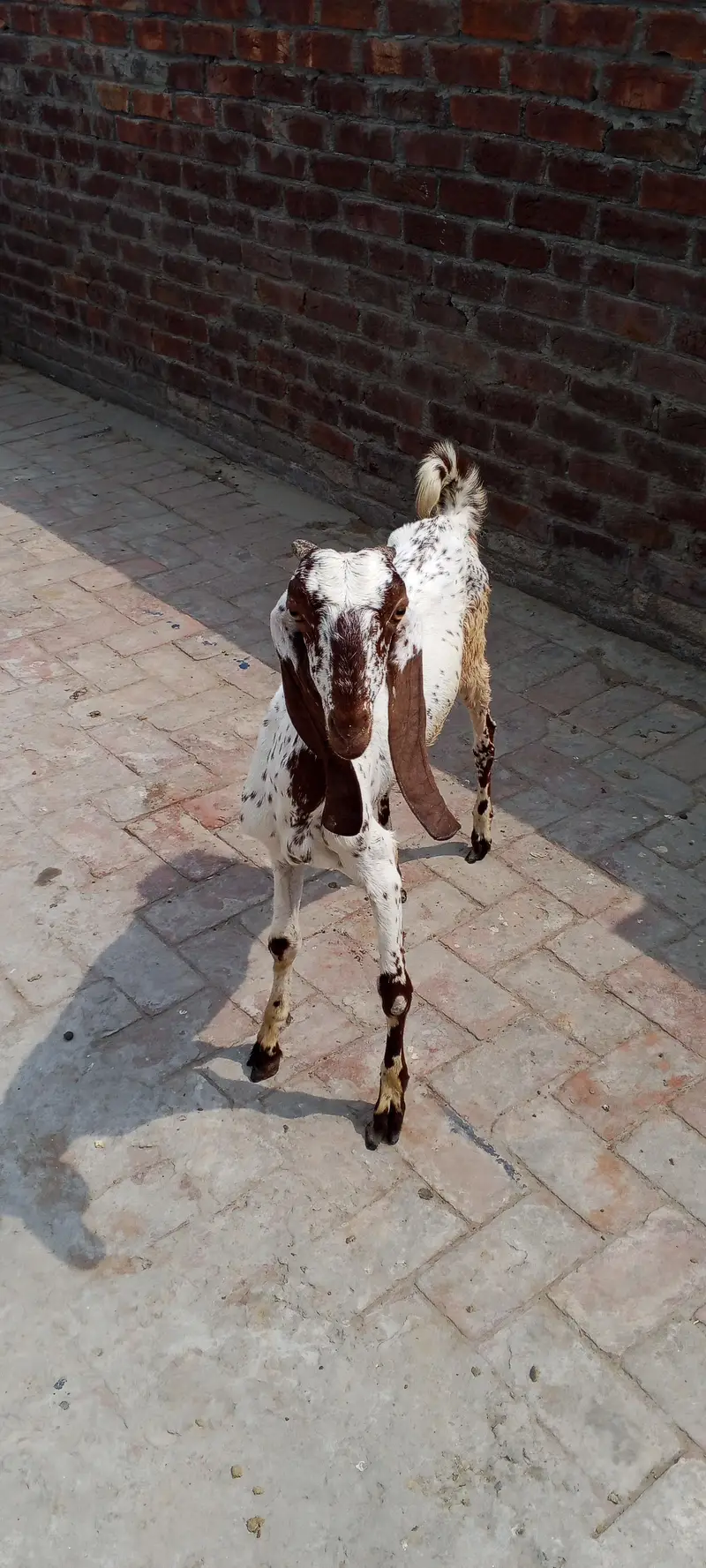desi bakriyan hai — photo 3