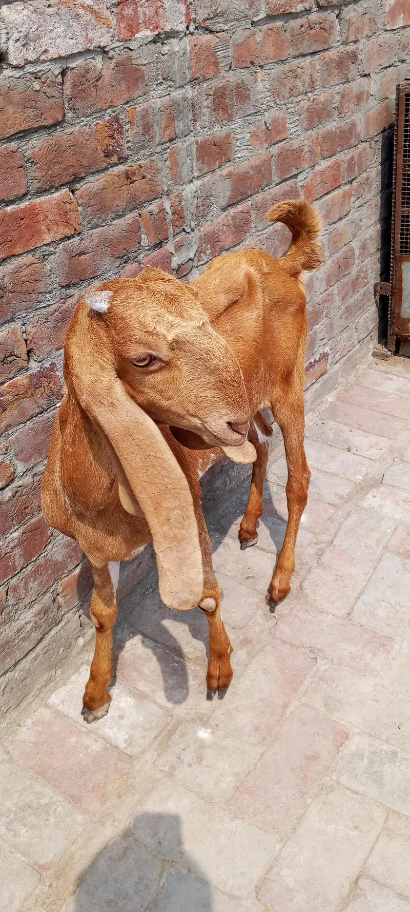 desi bakriyan hai — photo 4