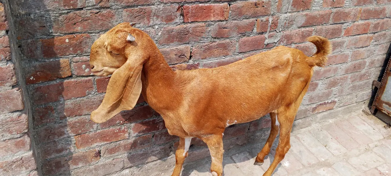 desi bakriyan hai — photo 5
