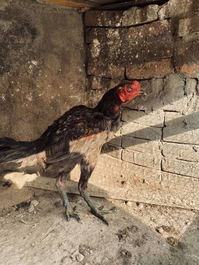 Thai Burmi male for sale only for breed