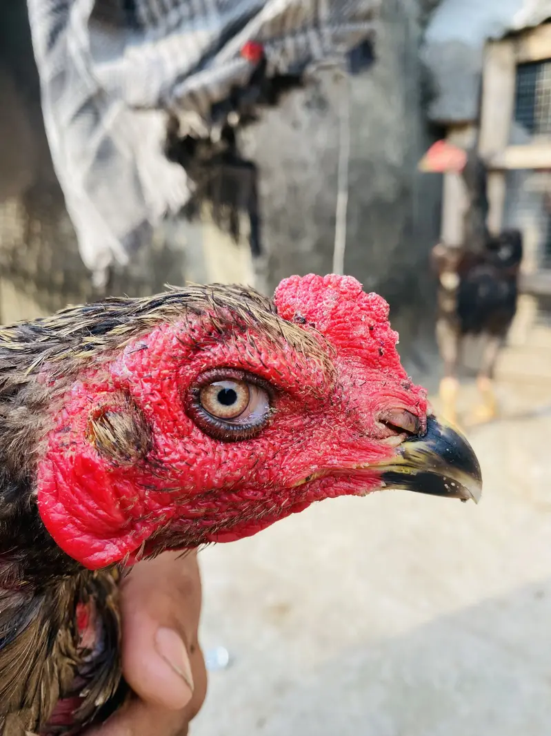 Thai Burmi male for sale only for breed — photo 2