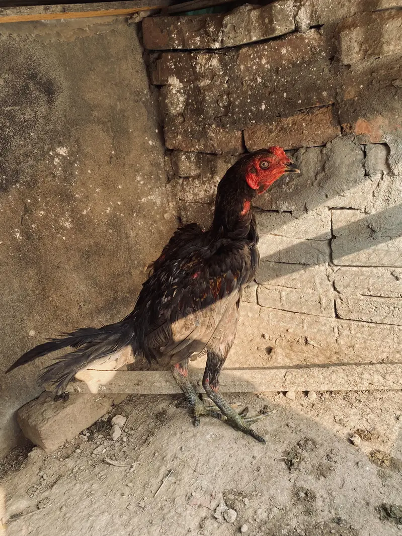 Thai Burmi male for sale only for breed — photo 3