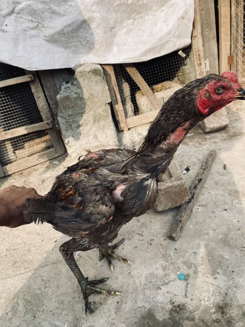 Thai Burmi male for sale only for breed — photo 4