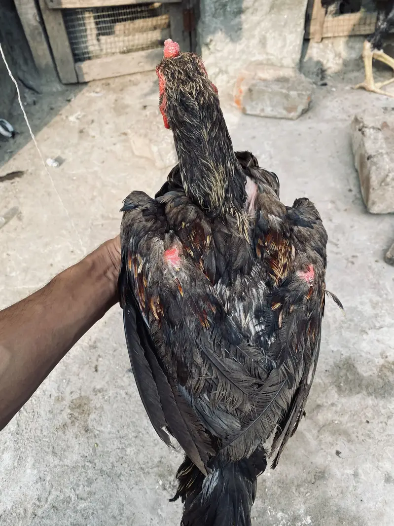 Thai Burmi male for sale only for breed — photo 5
