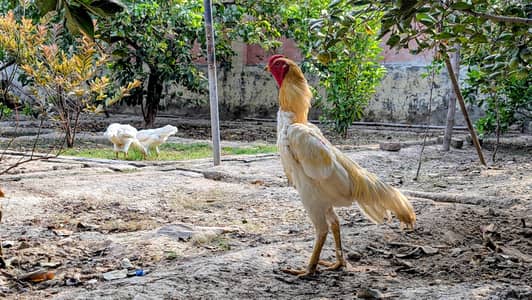 white shamo Trio