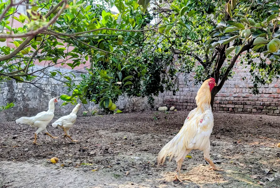white shamo Trio — photo 4