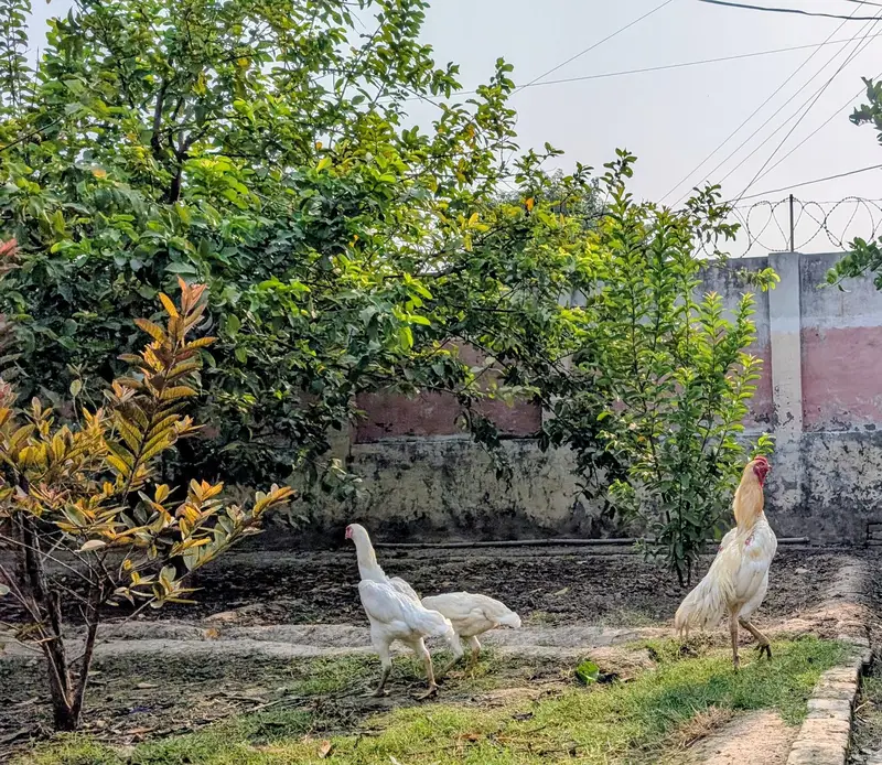 white shamo Trio — photo 5