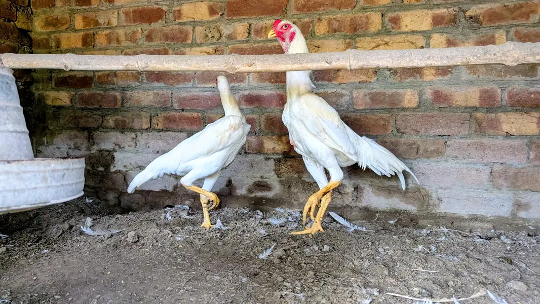 white shamo Trio — photo 8