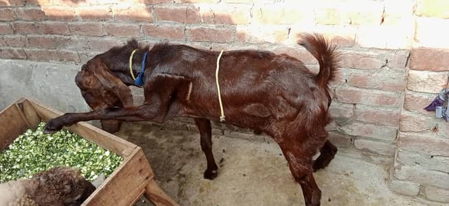 Male Goat Age 12 Months