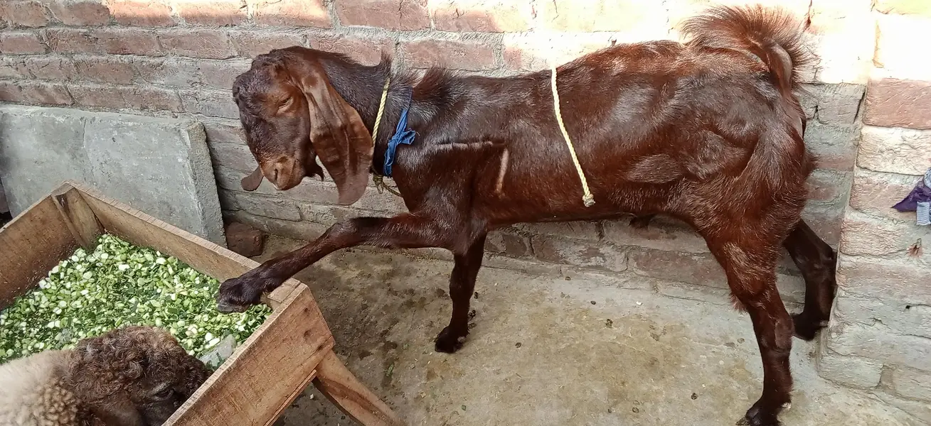Male Goat Age 12 Months — photo 2