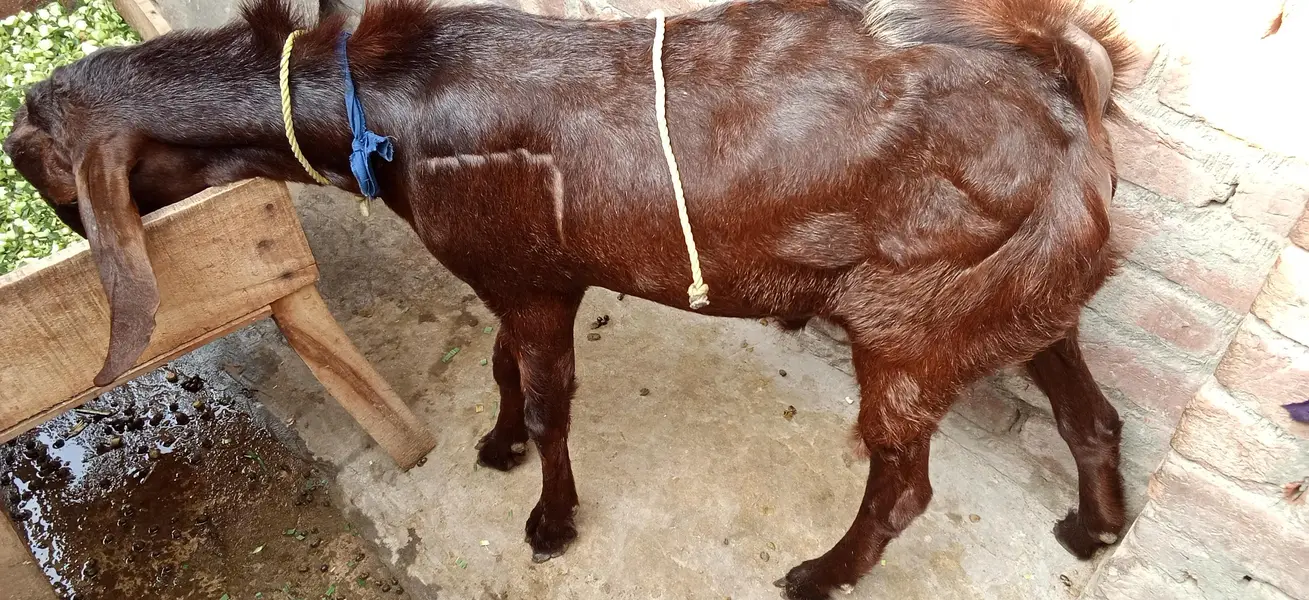 Male Goat Age 12 Months — photo 3