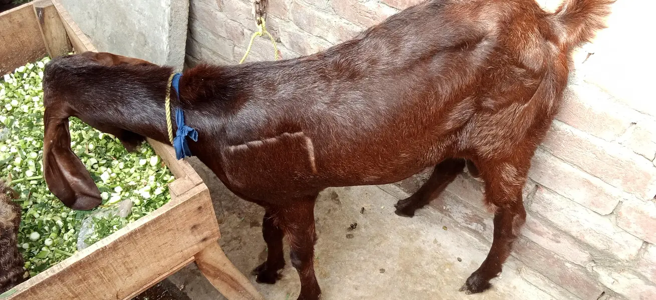 Male Goat Age 12 Months — photo 4