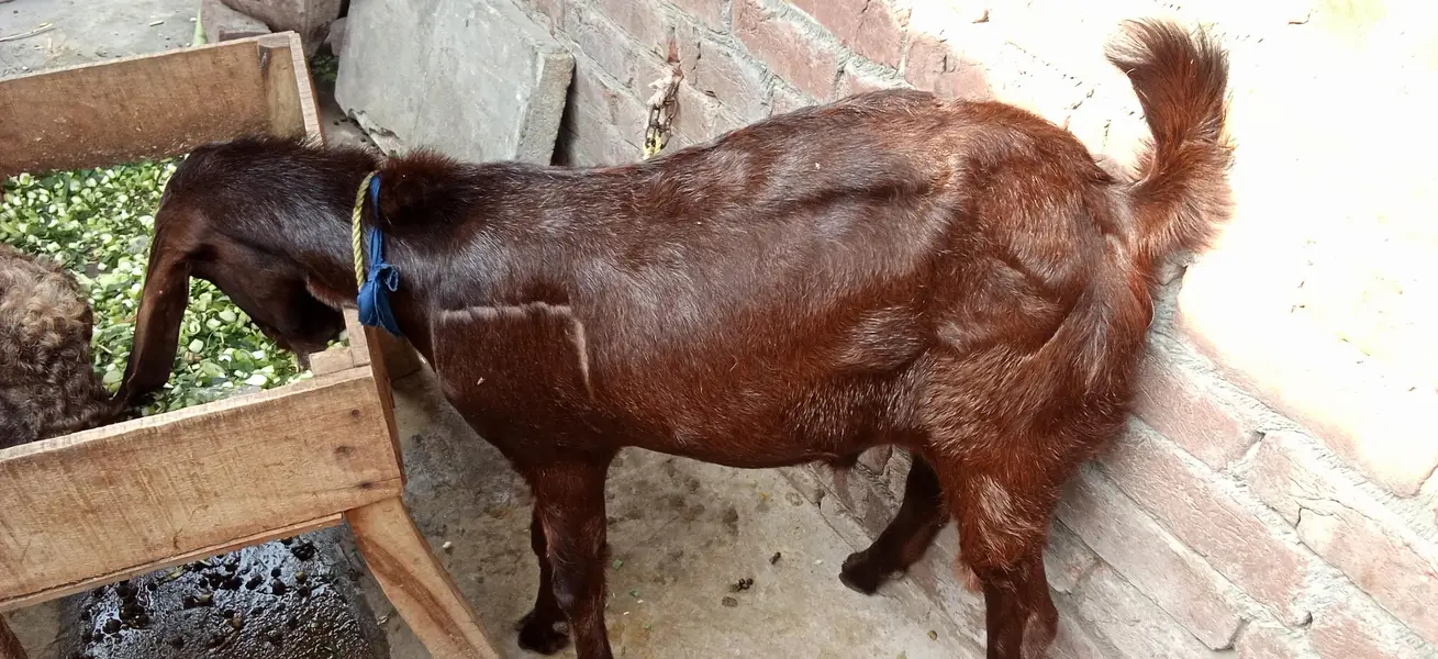 Male Goat Age 12 Months — photo 5