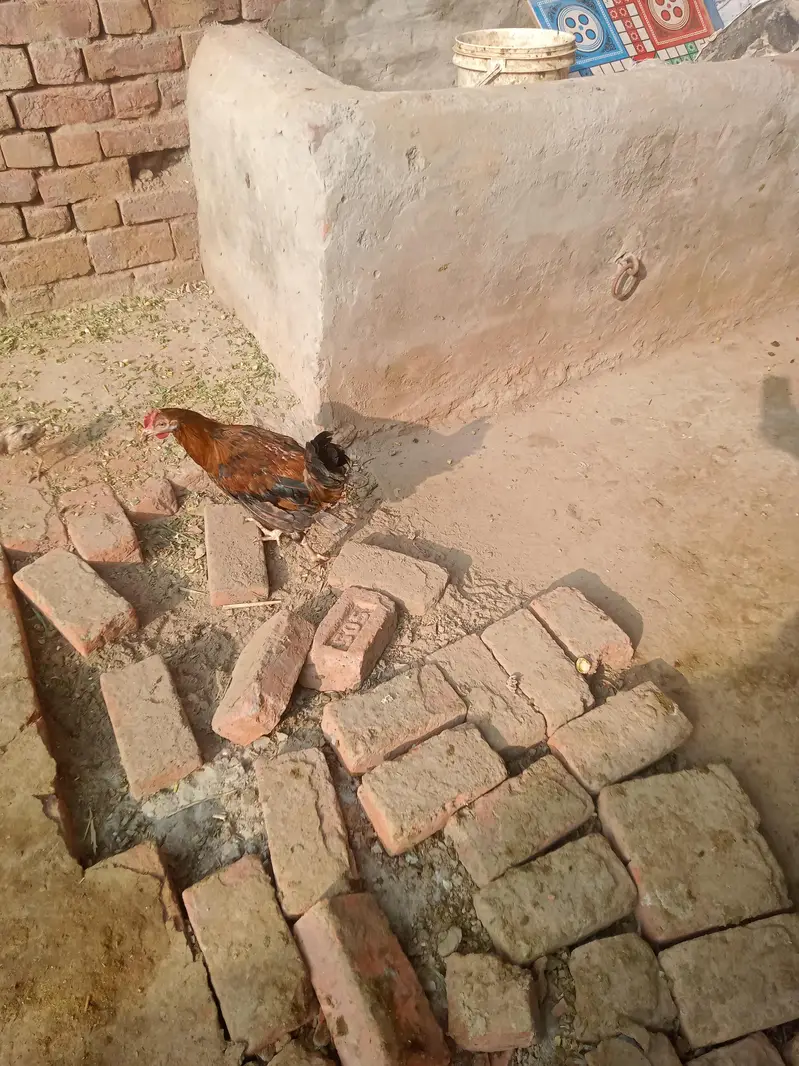 Aseel mushka murga mushki maadiyaan and white heera maadi — photo 2